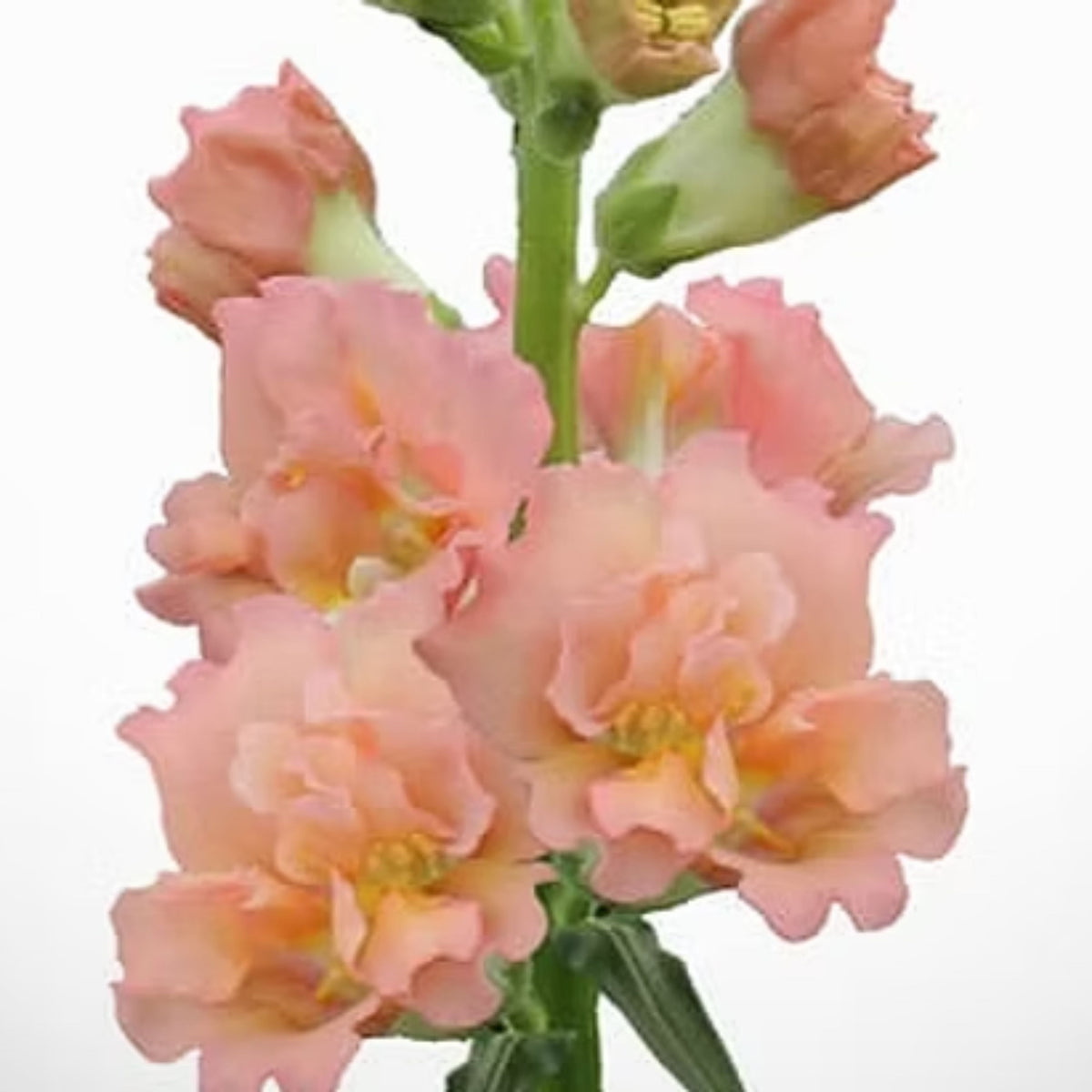 Snapstar Champagne Snapdragon Seeds - Cold Resistant, 30 seeds