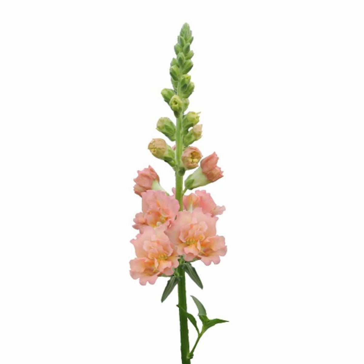 Snapstar Champagne Snapdragon Seeds - Cold Resistant, 30 seeds