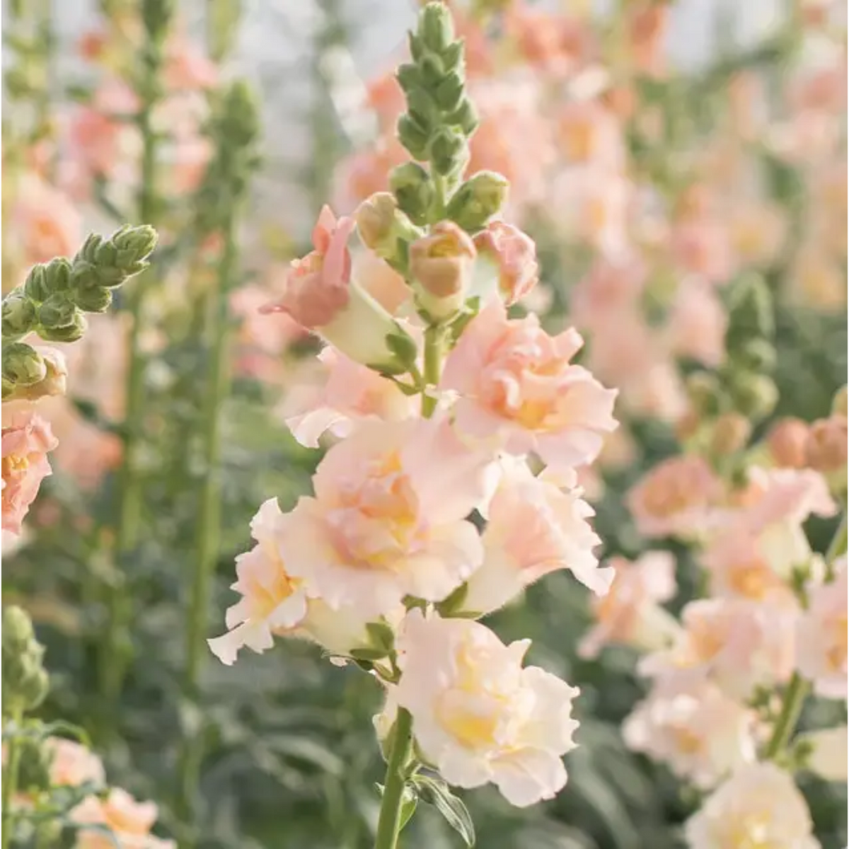 30 Seeds| Snapstar Champagne Snapdragon Seeds - Cold Resistant - Attracts pollinators - Open-Pollinating - Plant before the frost/after frost - #56