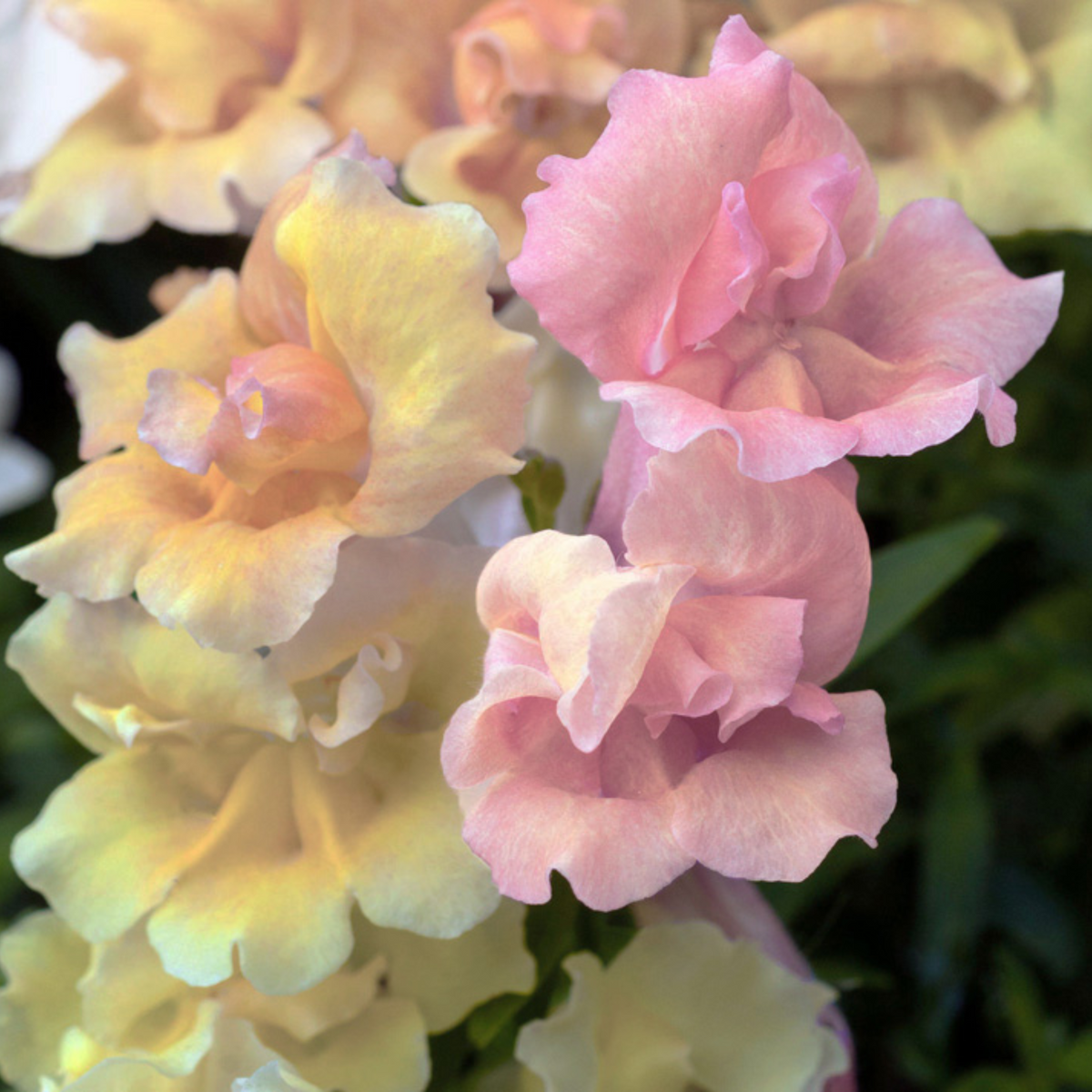 30 Seeds| Snapstar Champagne Snapdragon Seeds - Cold Resistant - Attracts pollinators - Open-Pollinating - Plant before the frost/after frost - #56
