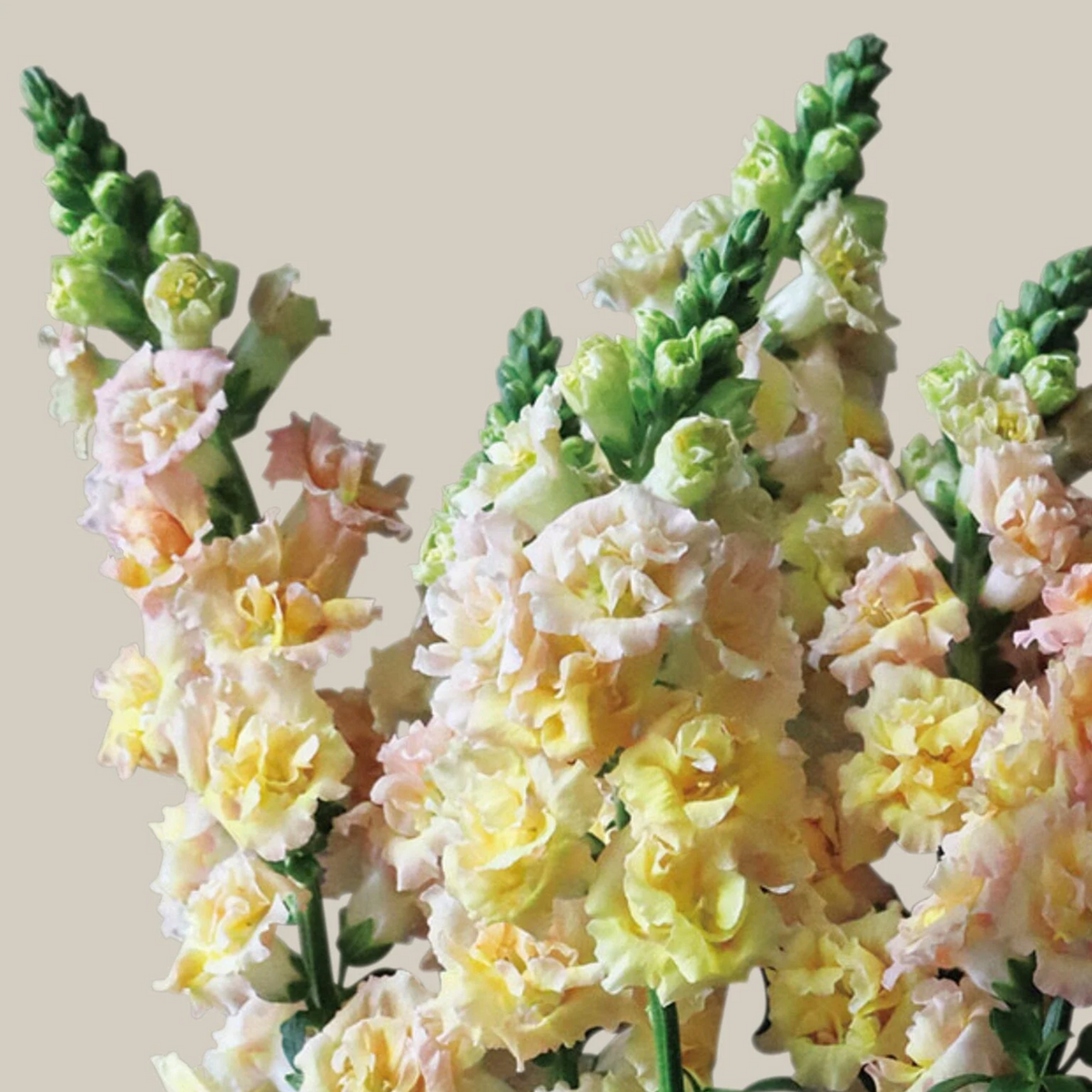 30 Seeds| Snapstar Champagne Snapdragon Seeds - Cold Resistant - Attracts pollinators - Open-Pollinating - Plant before the frost/after frost - #56