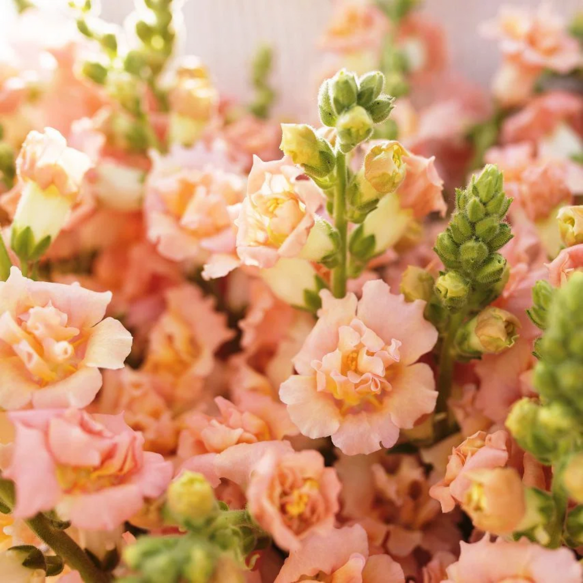 30 Seeds| Snapstar Champagne Snapdragon Seeds - Cold Resistant - Attracts pollinators - Open-Pollinating - Plant before the frost/after frost - #56