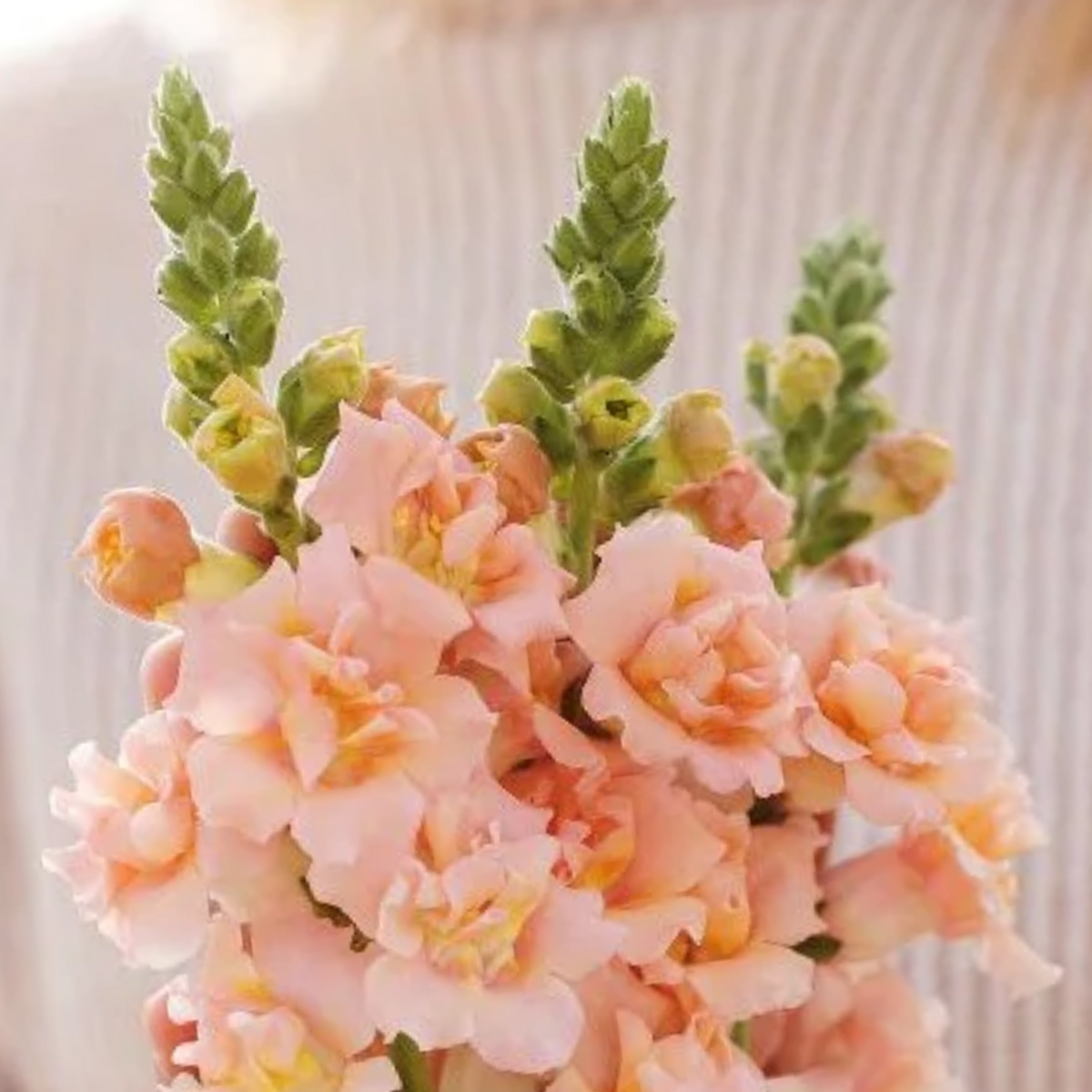 Snapstar Champagne Snapdragon Seeds - Cold Resistant, 30 seeds