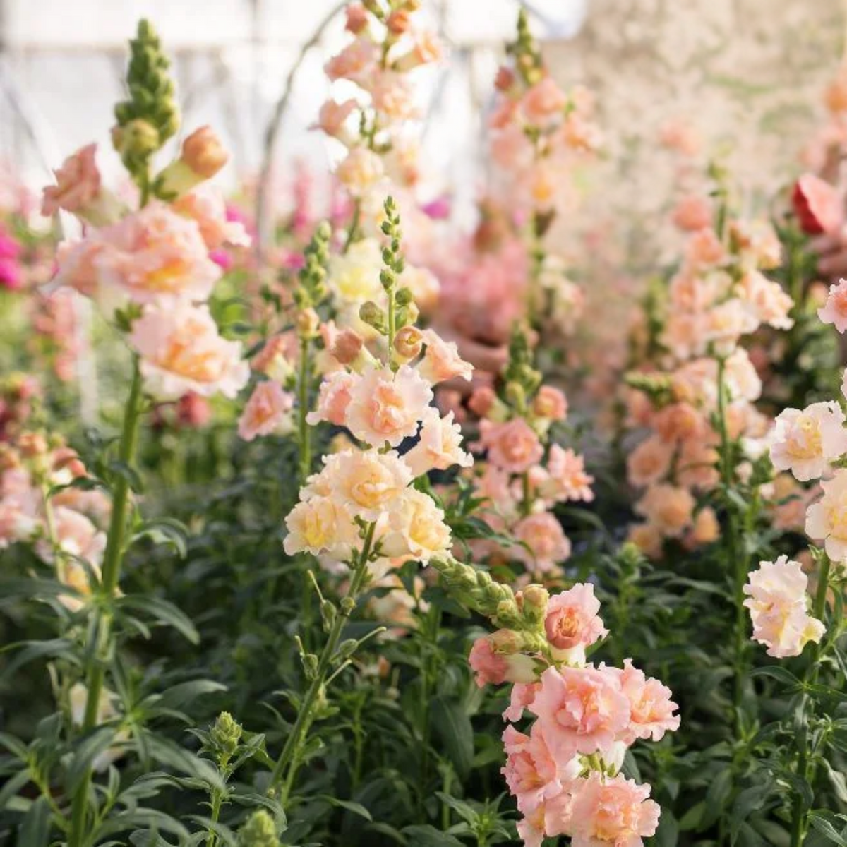 30 Seeds| Snapstar Champagne Snapdragon Seeds - Cold Resistant - Attracts pollinators - Open-Pollinating - Plant before the frost/after frost - #56