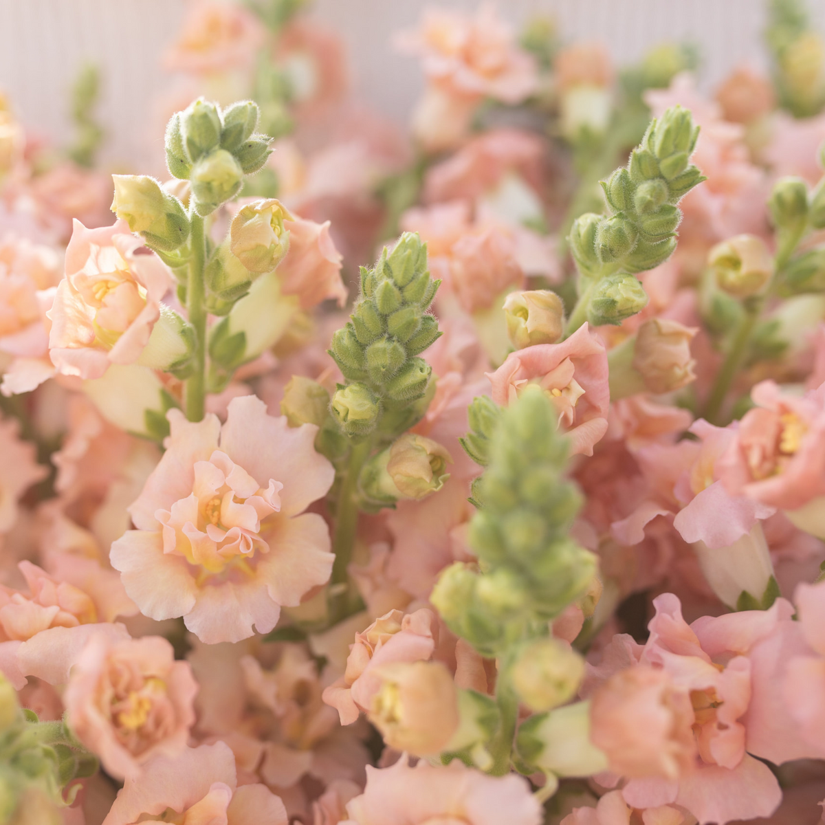 30 Seeds| Snapstar Champagne Snapdragon Seeds - Cold Resistant - Attracts pollinators - Open-Pollinating - Plant before the frost/after frost - #56