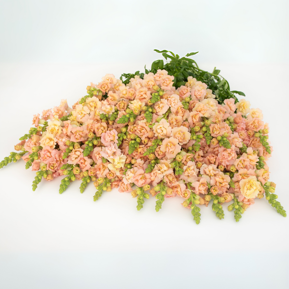30 Seeds| Snapstar Champagne Snapdragon Seeds - Cold Resistant - Attracts pollinators - Open-Pollinating - Plant before the frost/after frost - #56