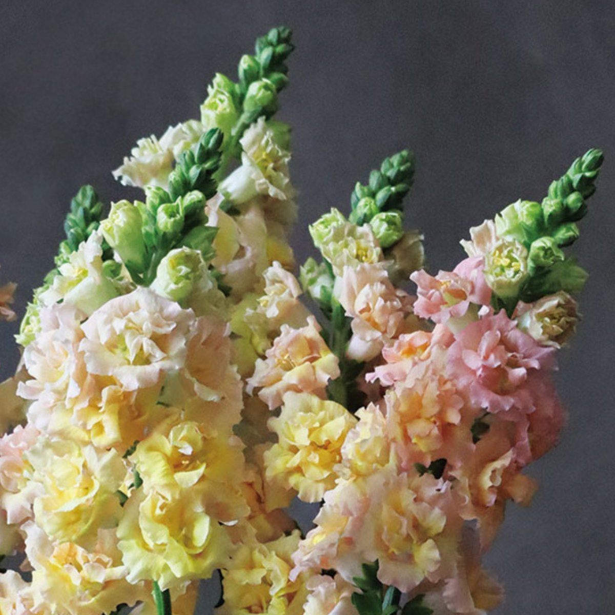 30 Seeds| Snapstar Champagne Snapdragon Seeds - Cold Resistant - Attracts pollinators - Open-Pollinating - Plant before the frost/after frost - #56