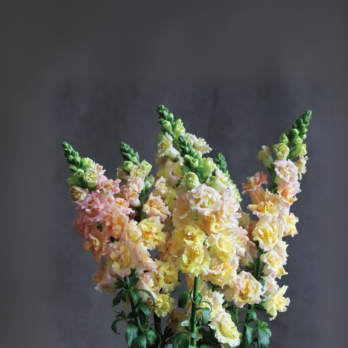 30 Seeds| Snapstar Champagne Snapdragon Seeds - Cold Resistant - Attracts pollinators - Open-Pollinating - Plant before the frost/after frost - #56