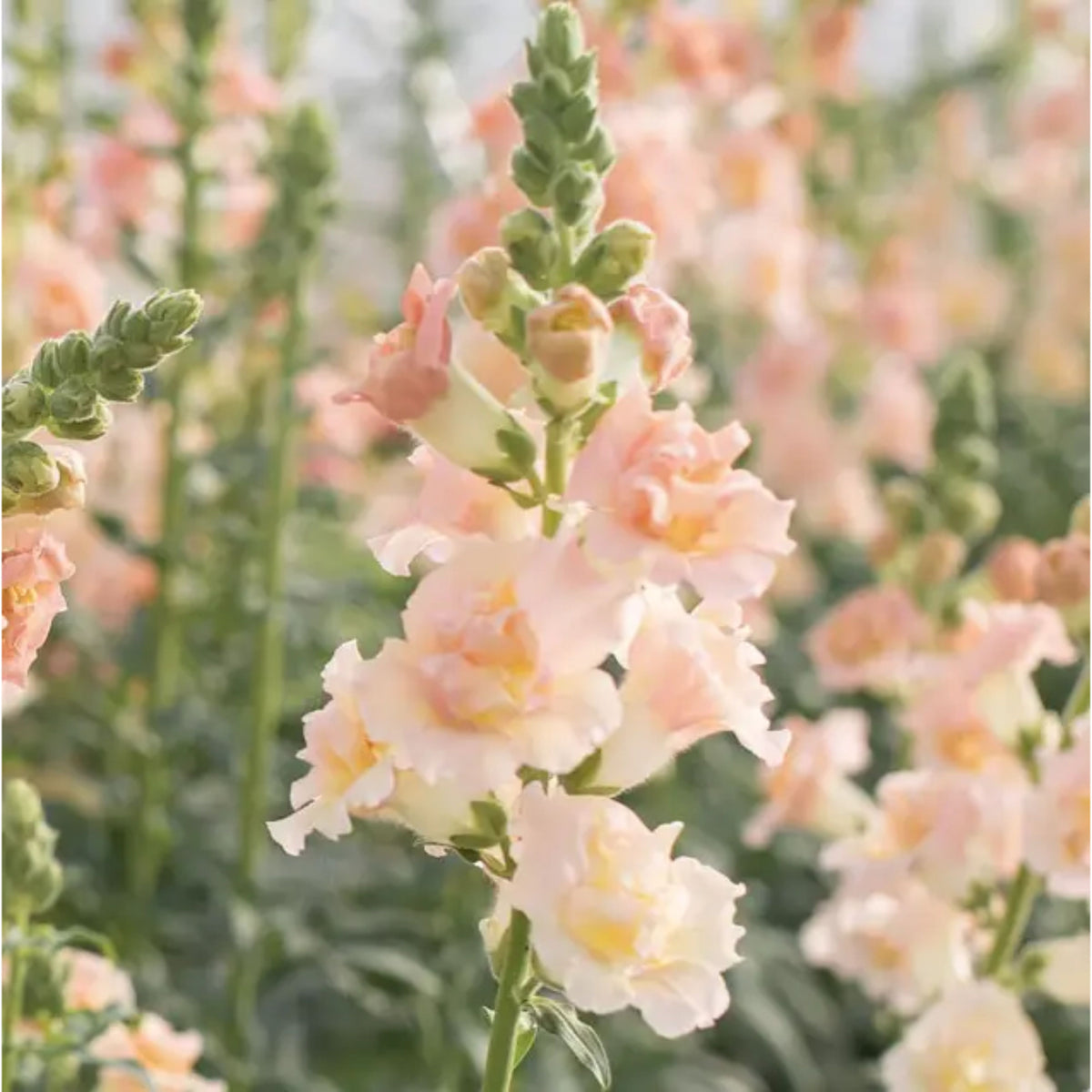 Snapstar Champagne Snapdragon Seeds - Cold Resistant, 30 seeds