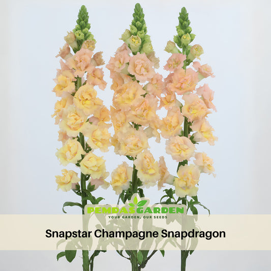 Snapstar Champagne Snapdragon Seeds - Cold Resistant, 30 seeds