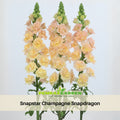 30 Seeds| Snapstar Champagne Snapdragon Seeds - Cold Resistant - Attracts pollinators - Open-Pollinating - Plant before the frost/after frost - #56