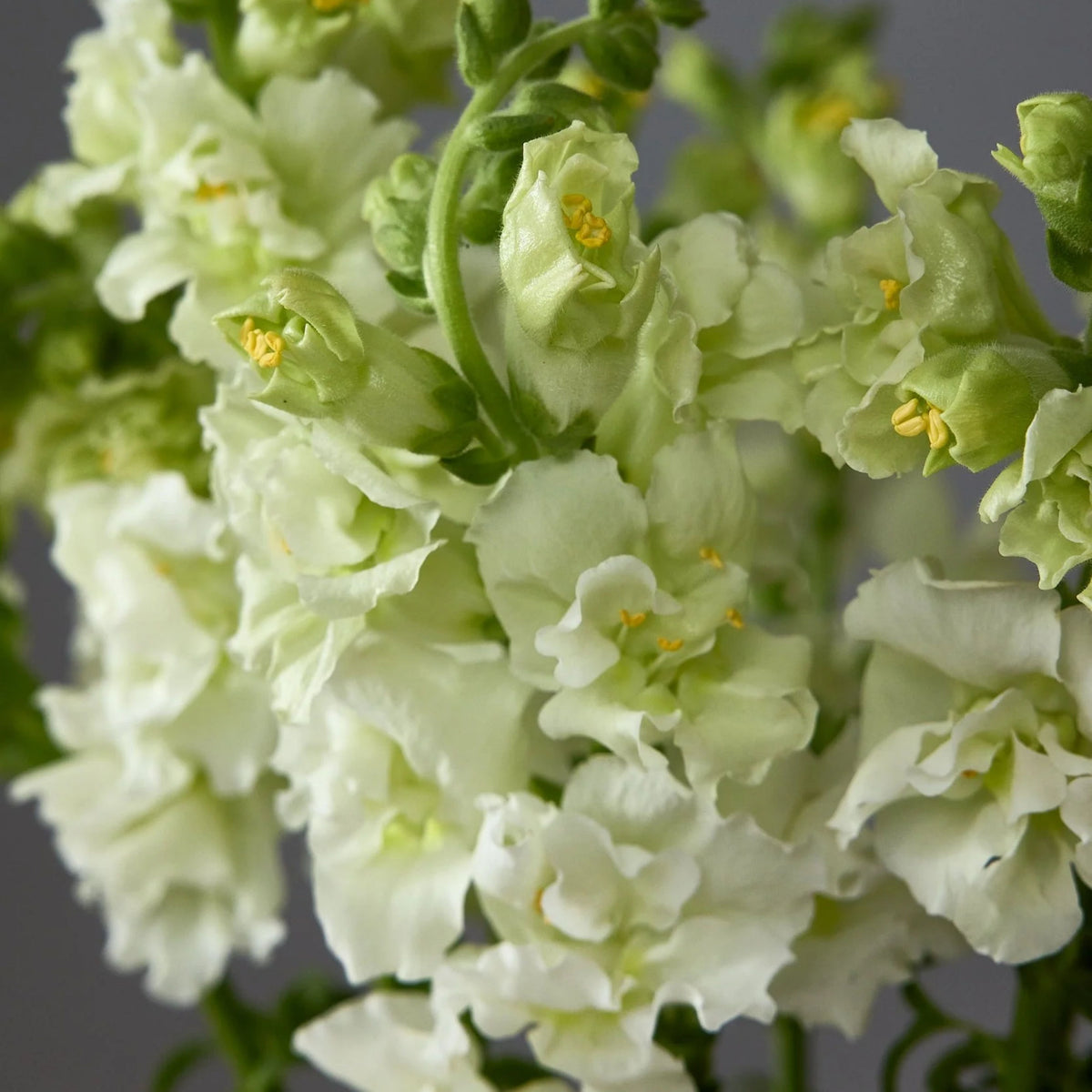 Madame Butterfly Ivory Snapdragon Seeds - Cold Resistant, 30 seeds