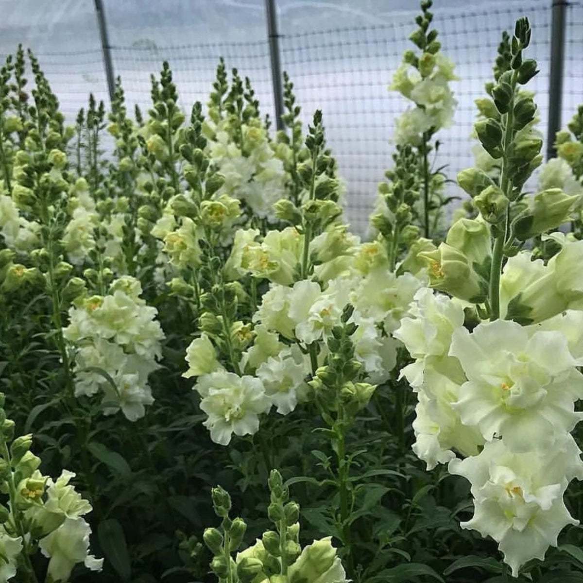 Madame Butterfly Ivory Snapdragon Seeds - Cold Resistant, 30 seeds
