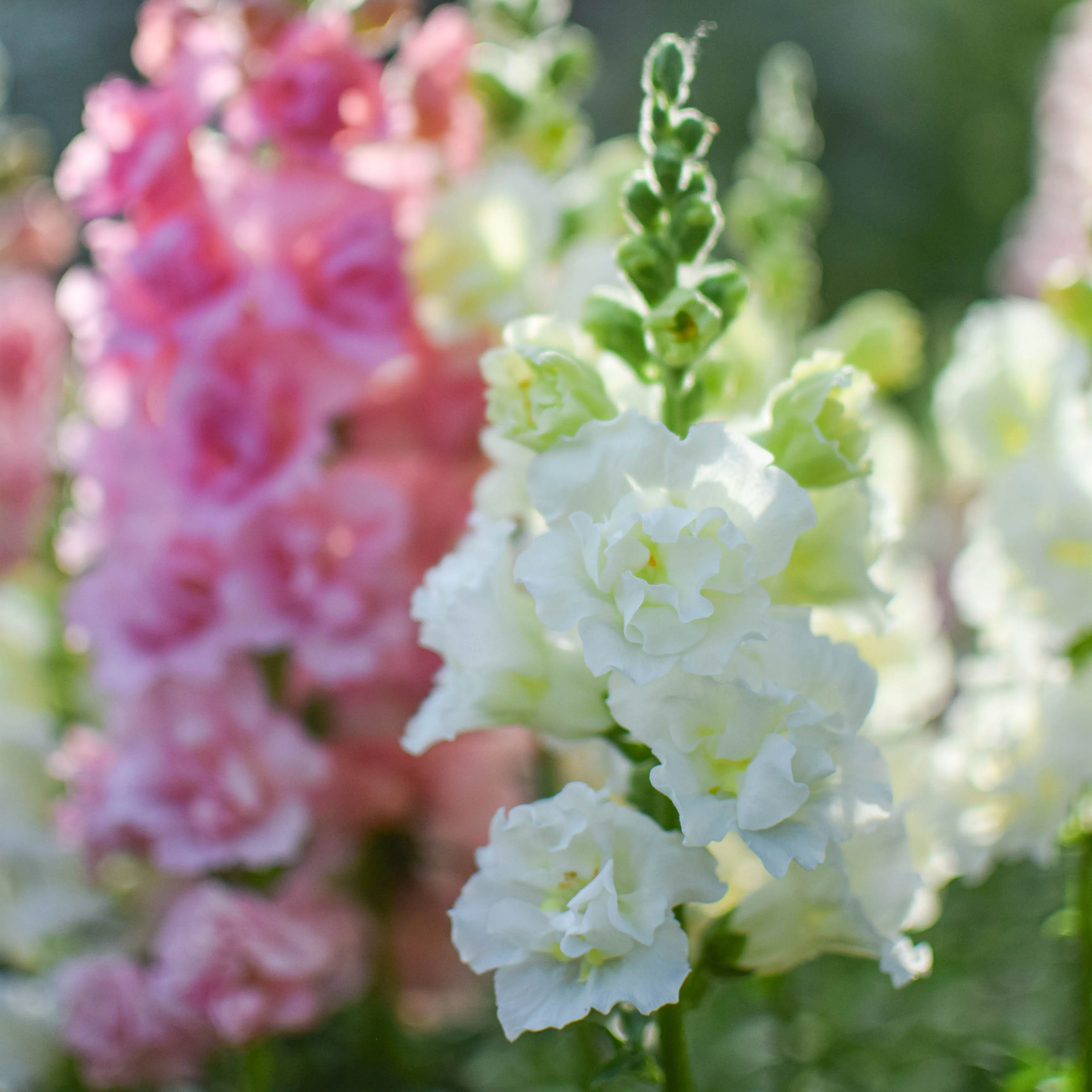 Madame Butterfly Ivory Snapdragon Seeds - Cold Resistant, 30 seeds