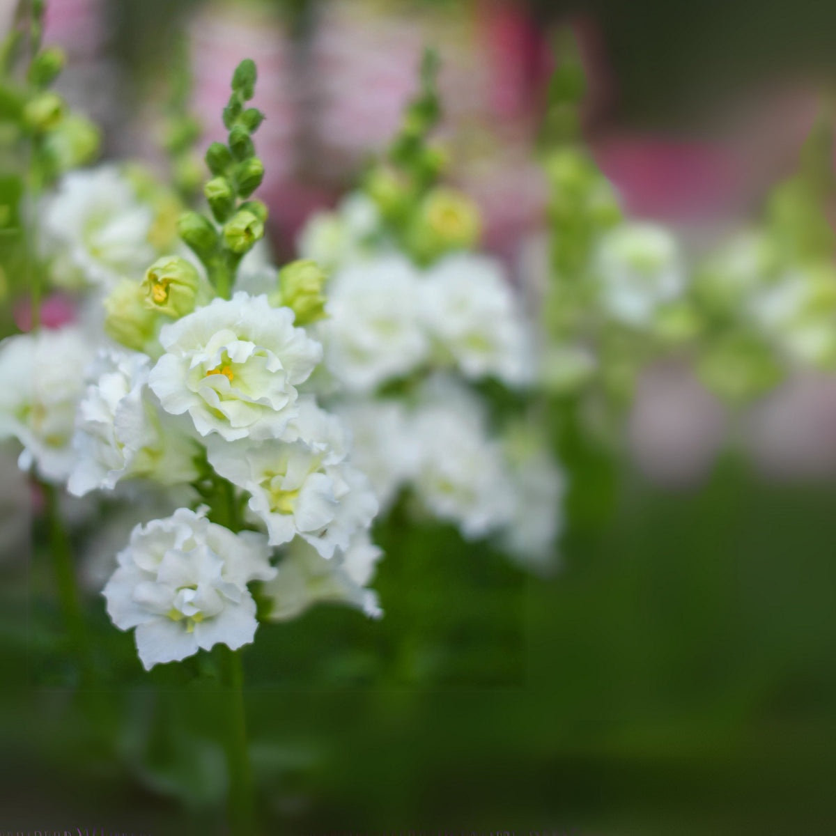Madame Butterfly Ivory Snapdragon Seeds - Cold Resistant, 30 seeds