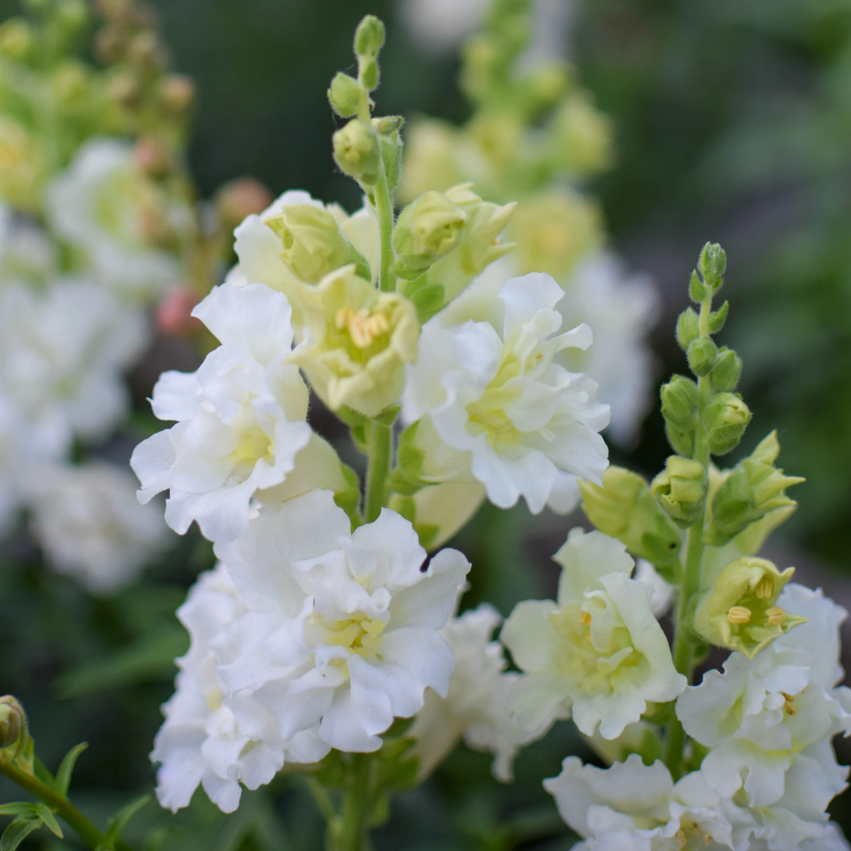 Madame Butterfly Ivory Snapdragon Seeds - Cold Resistant, 30 seeds