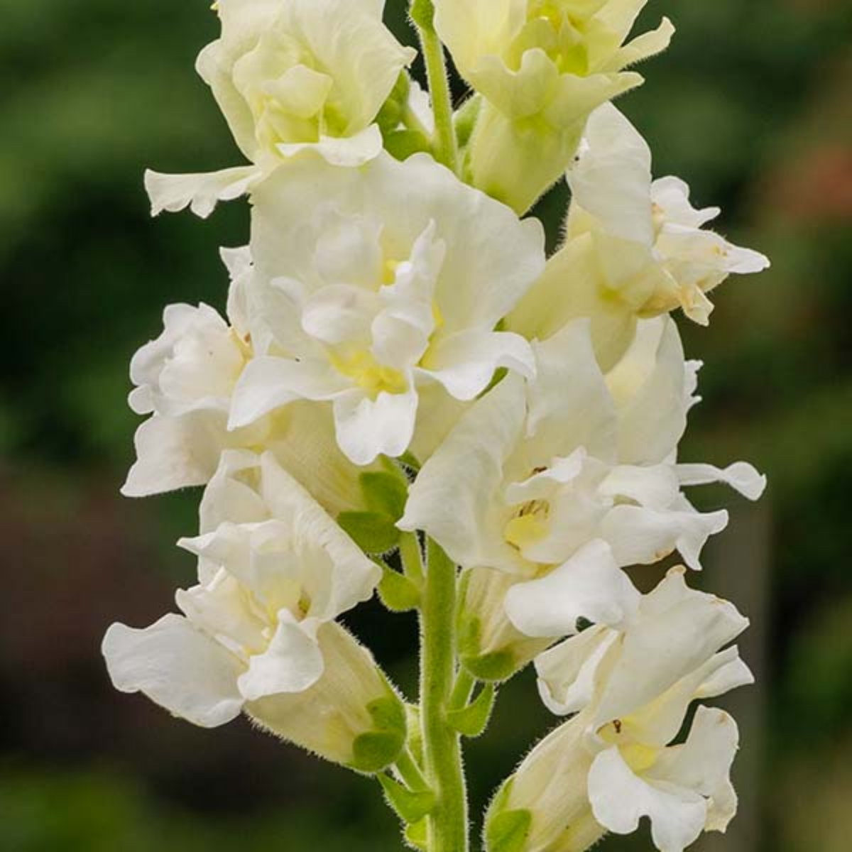 30 Seeds| Madame Butterfly Ivory Snapdragon Seeds - Cold Resistant -Attracts pollinators - Open-Pollinating - Plant before the frost/after frost - #57