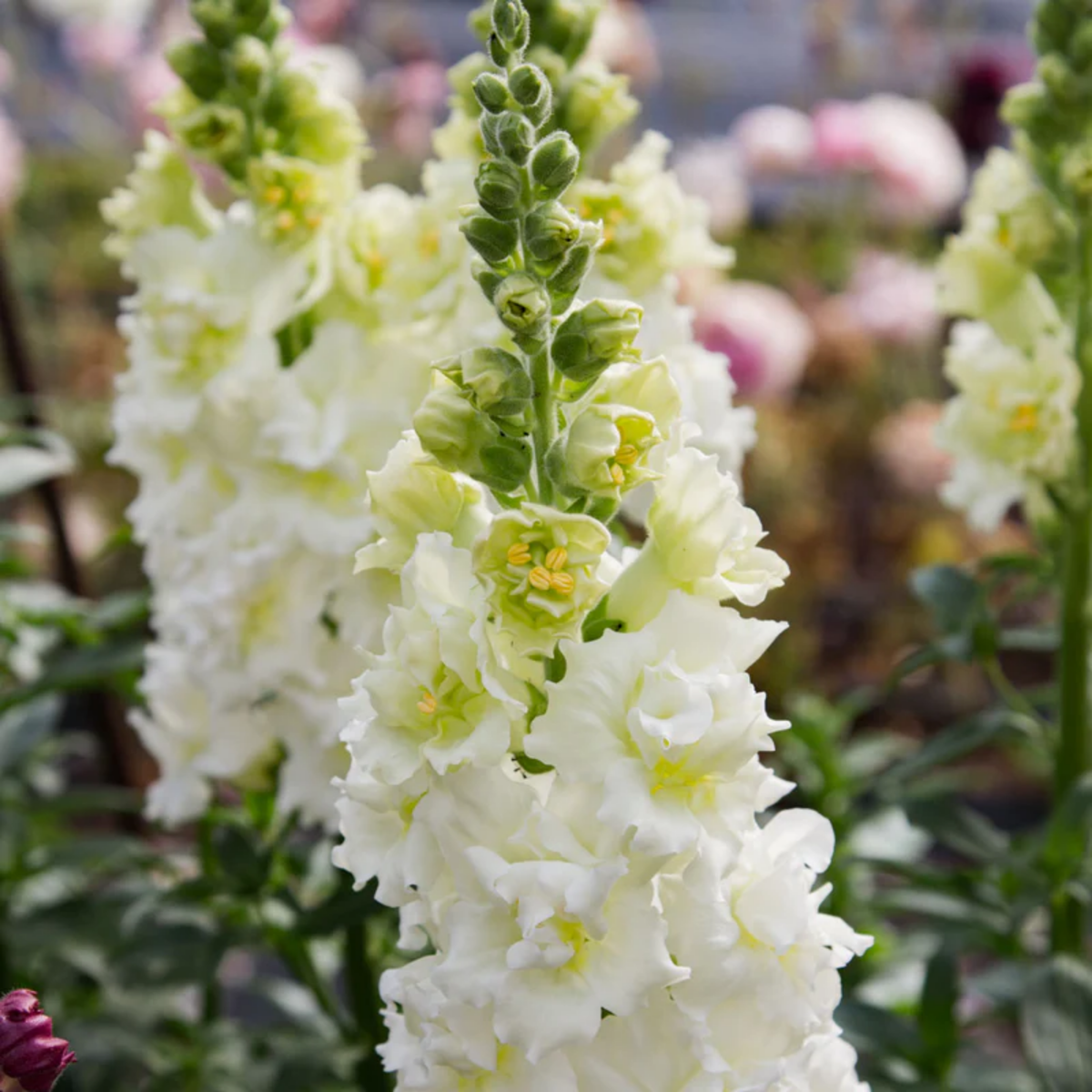 Madame Butterfly Ivory Snapdragon Seeds - Cold Resistant, 30 seeds