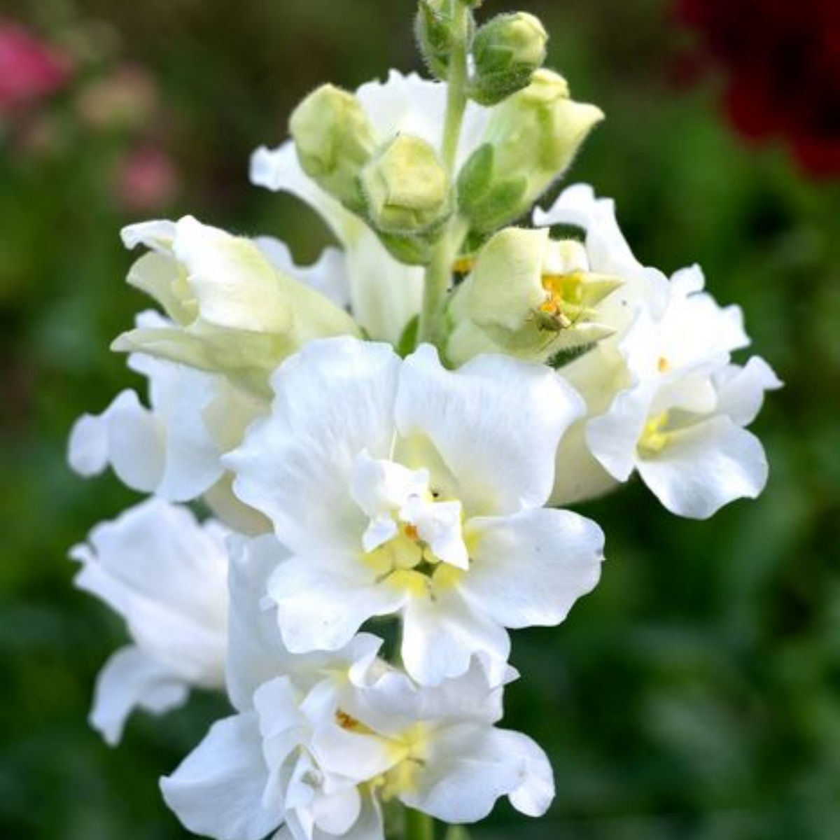30 Seeds| Madame Butterfly Ivory Snapdragon Seeds - Cold Resistant -Attracts pollinators - Open-Pollinating - Plant before the frost/after frost - #57