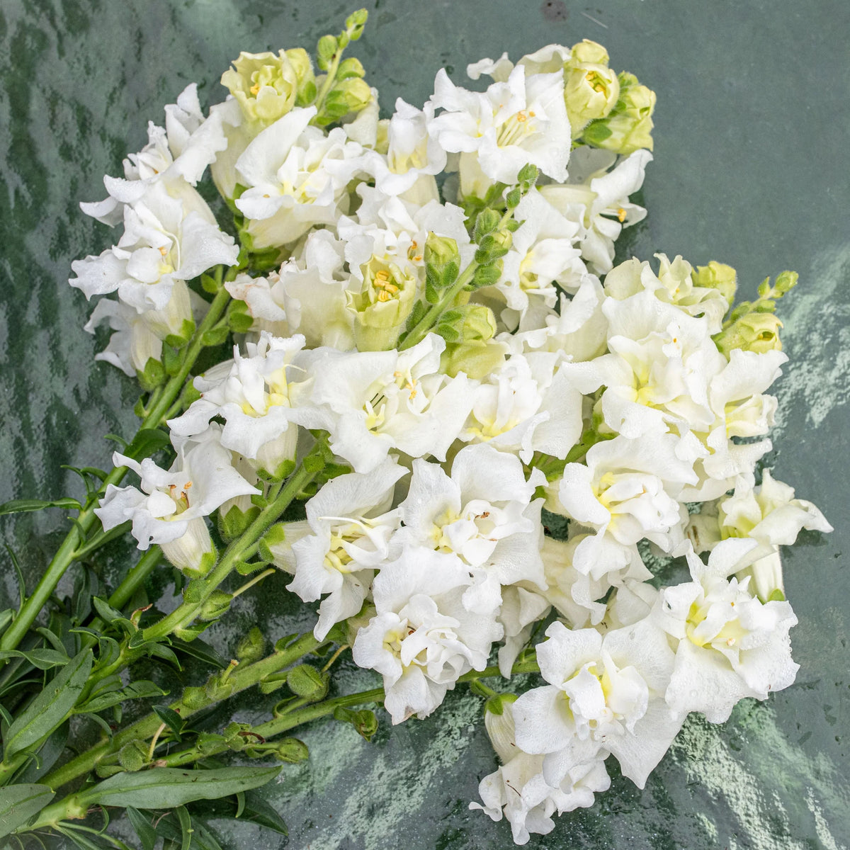 Madame Butterfly Ivory Snapdragon Seeds - Cold Resistant, 30 seeds