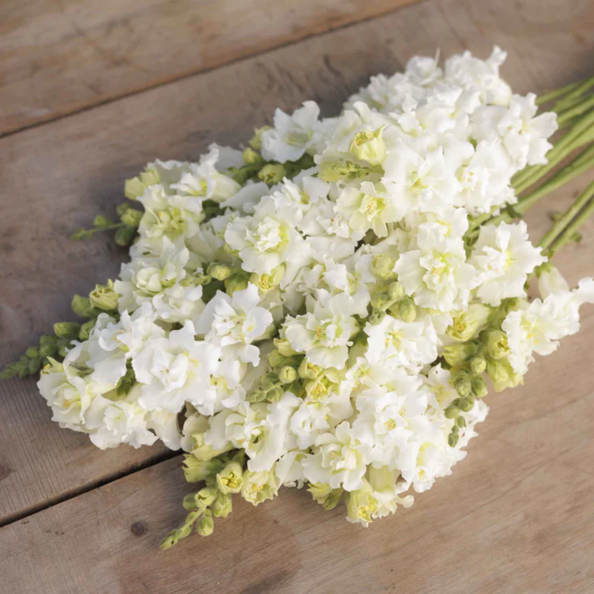 Madame Butterfly Ivory Snapdragon Seeds - Cold Resistant, 30 seeds