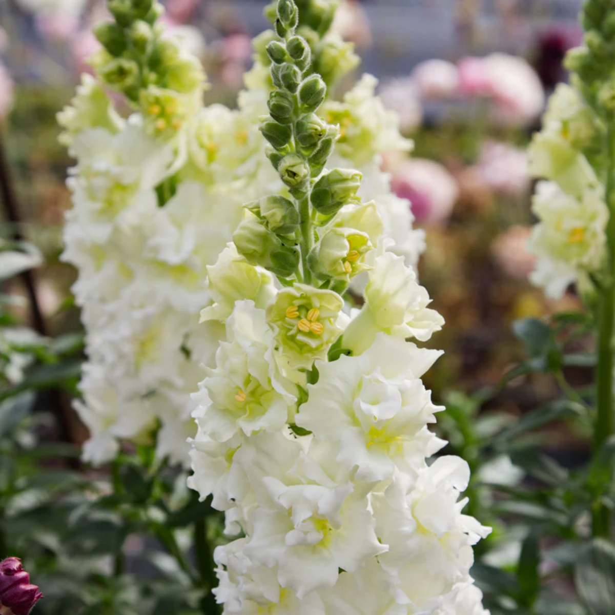 Madame Butterfly Ivory Snapdragon Seeds - Cold Resistant, 30 seeds