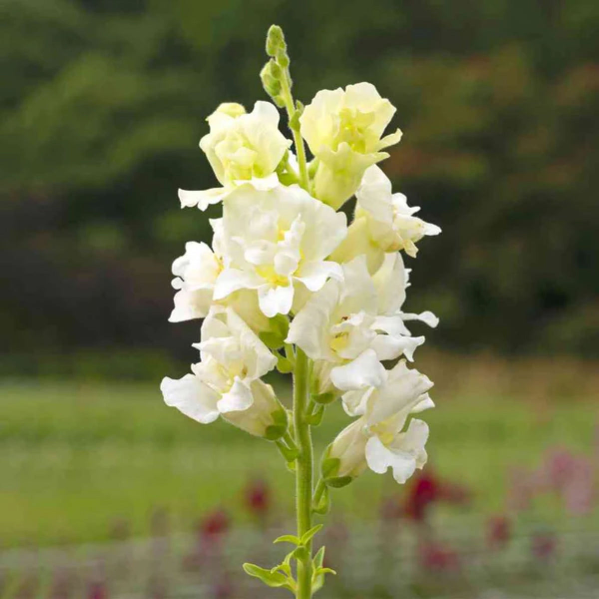 Madame Butterfly Ivory Snapdragon Seeds - Cold Resistant, 30 seeds