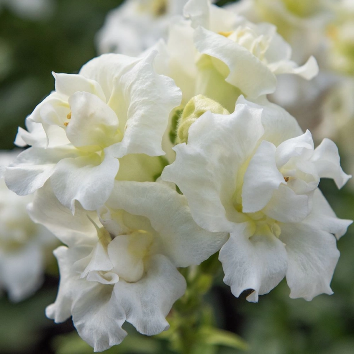 Madame Butterfly Ivory Snapdragon Seeds - Cold Resistant, 30 seeds