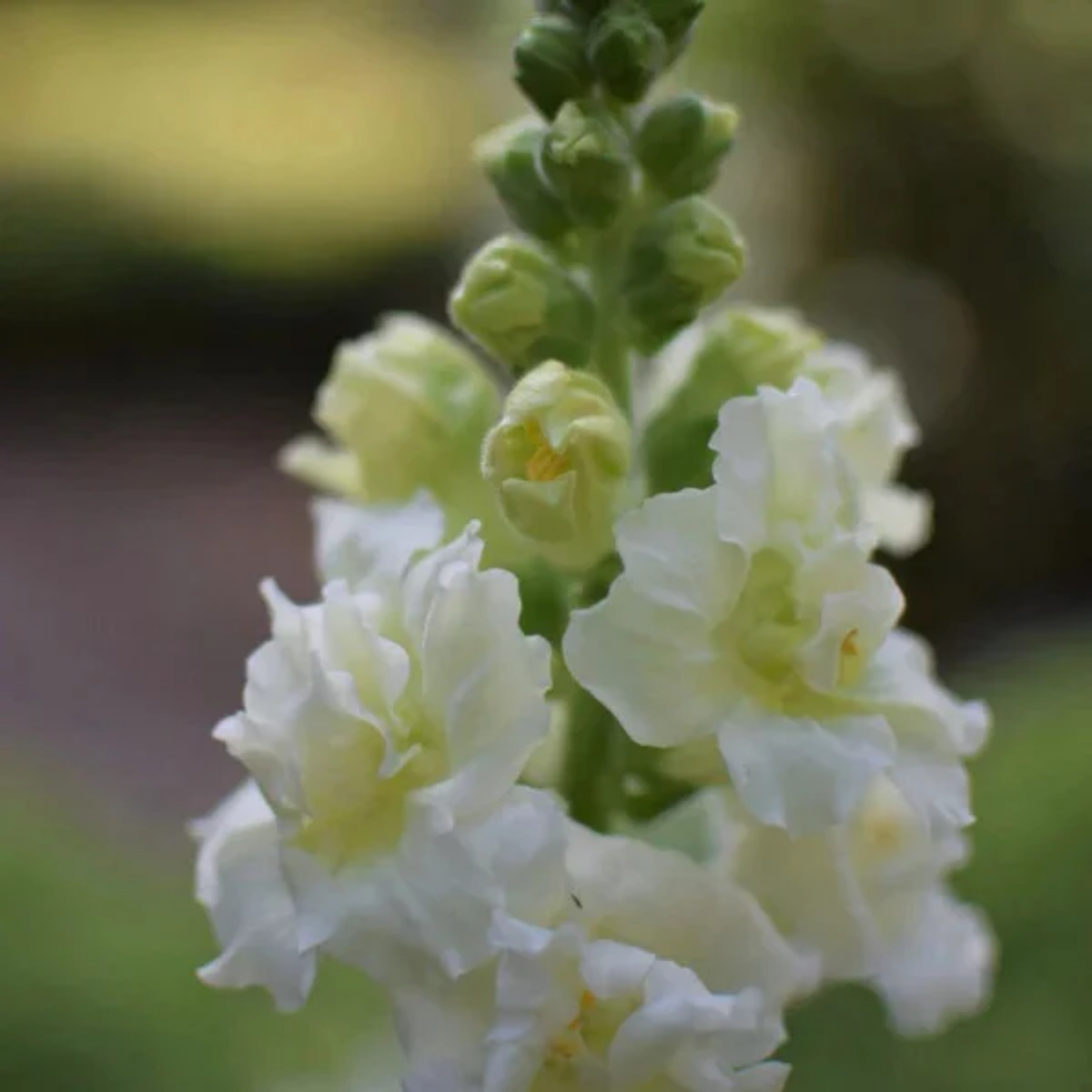 Madame Butterfly Ivory Snapdragon Seeds - Cold Resistant, 30 seeds