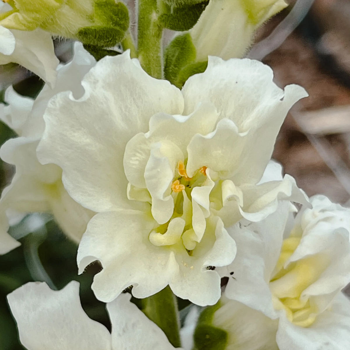 Madame Butterfly Ivory Snapdragon Seeds - Cold Resistant, 30 seeds