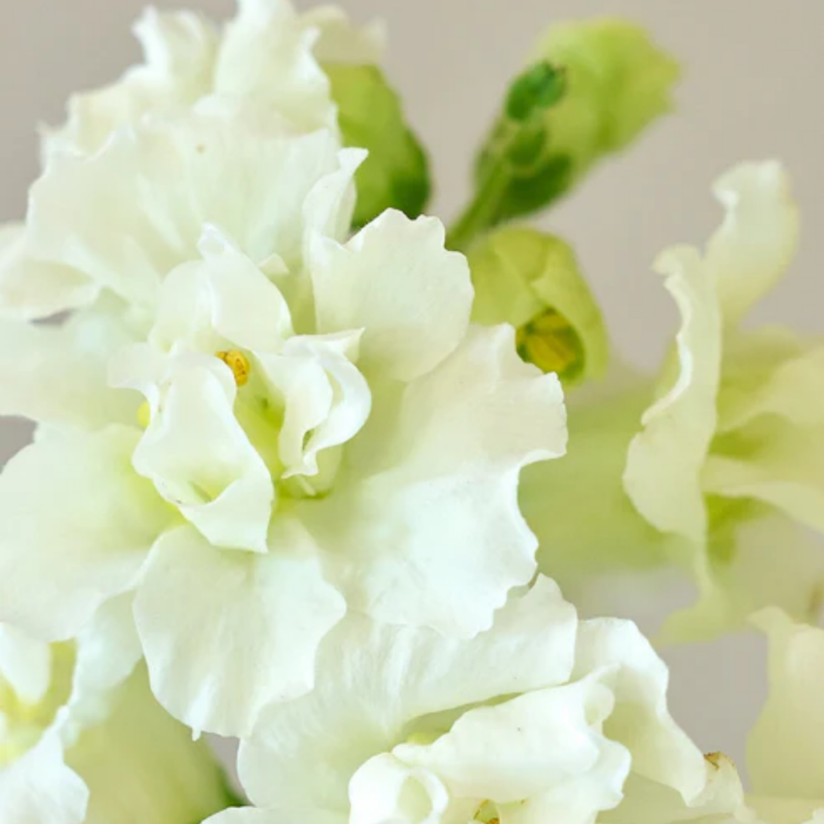 30 Seeds| Madame Butterfly Ivory Snapdragon Seeds - Cold Resistant -Attracts pollinators - Open-Pollinating - Plant before the frost/after frost - #57