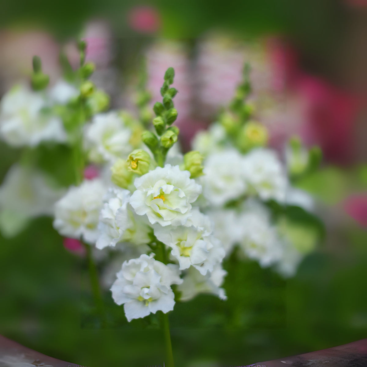 Madame Butterfly Ivory Snapdragon Seeds - Cold Resistant, 30 seeds