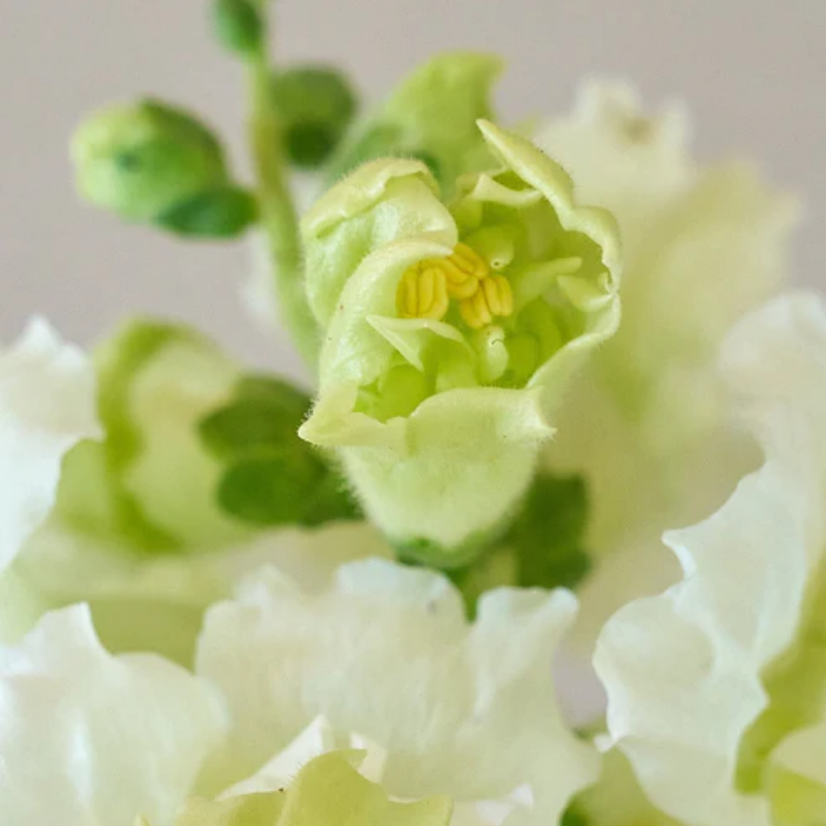 30 Seeds| Madame Butterfly Ivory Snapdragon Seeds - Cold Resistant -Attracts pollinators - Open-Pollinating - Plant before the frost/after frost - #57