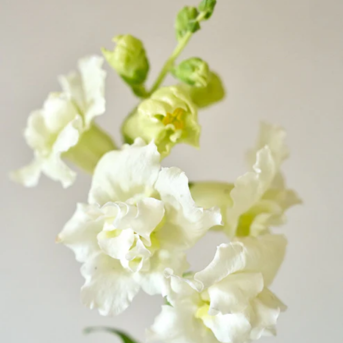 Madame Butterfly Ivory Snapdragon Seeds - Cold Resistant, 30 seeds