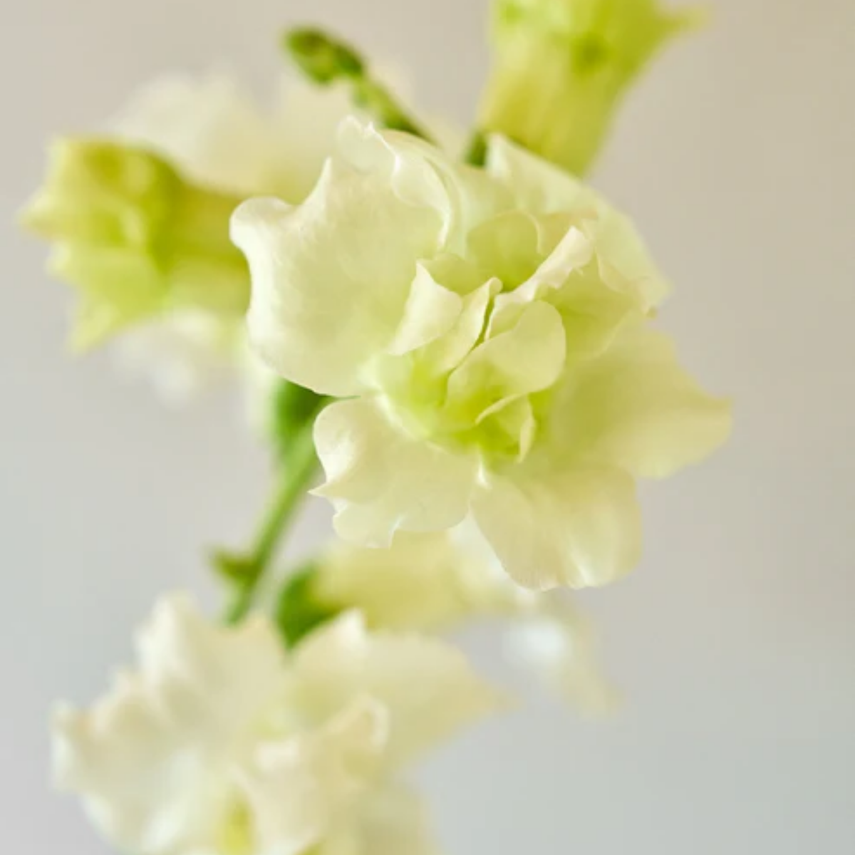 Madame Butterfly Ivory Snapdragon Seeds - Cold Resistant, 30 seeds