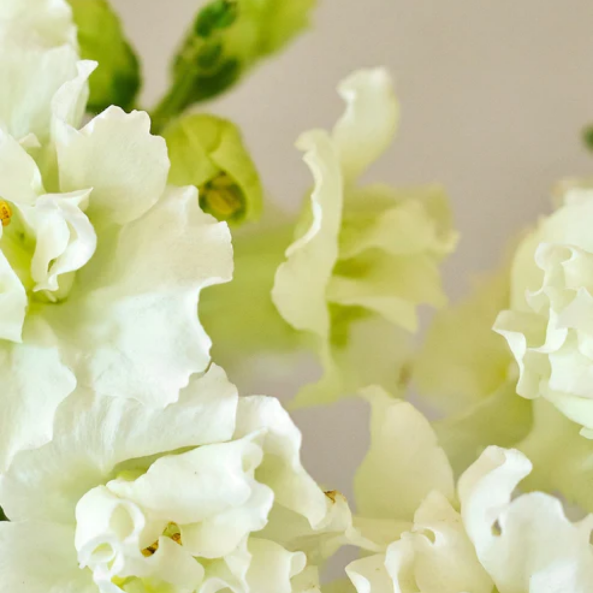 Madame Butterfly Ivory Snapdragon Seeds - Cold Resistant, 30 seeds