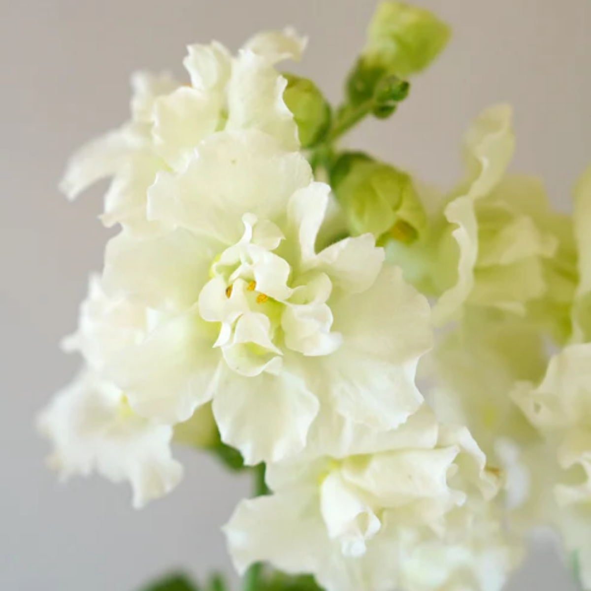 Madame Butterfly Ivory Snapdragon Seeds - Cold Resistant, 30 seeds