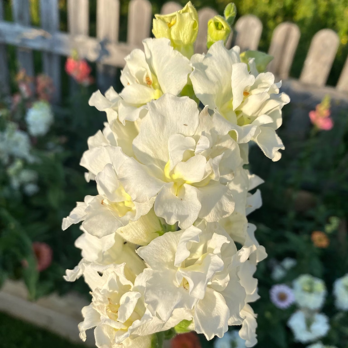 30 Seeds| Madame Butterfly Ivory Snapdragon Seeds - Cold Resistant -Attracts pollinators - Open-Pollinating - Plant before the frost/after frost - #57