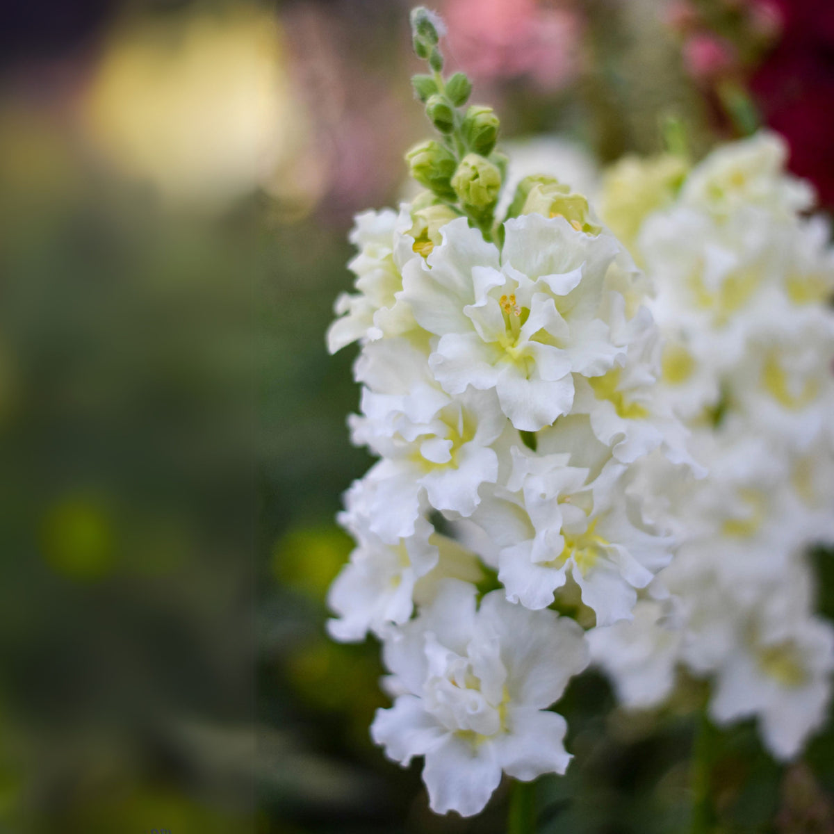 Madame Butterfly Ivory Snapdragon Seeds - Cold Resistant, 30 seeds