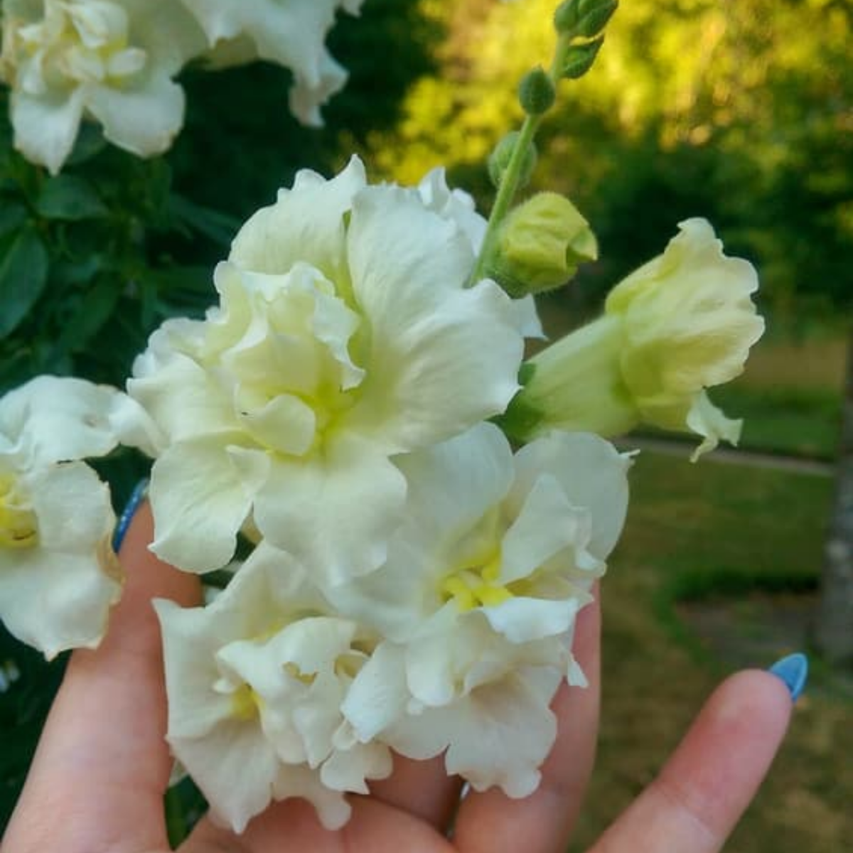 30 Seeds| Madame Butterfly Ivory Snapdragon Seeds - Cold Resistant -Attracts pollinators - Open-Pollinating - Plant before the frost/after frost - #57