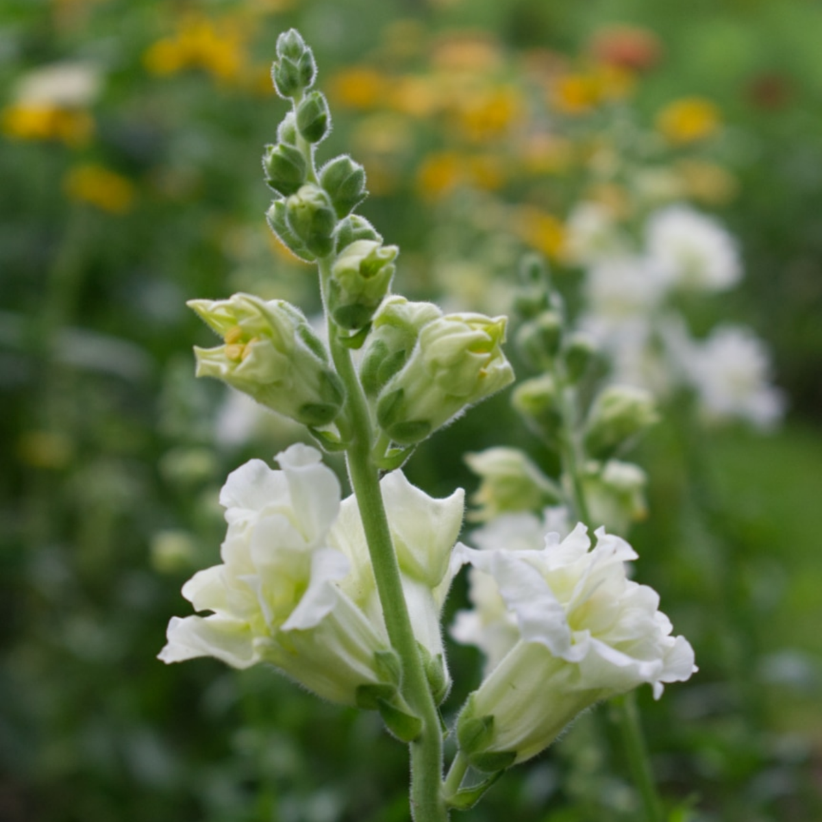 30 Seeds| Madame Butterfly Ivory Snapdragon Seeds - Cold Resistant -Attracts pollinators - Open-Pollinating - Plant before the frost/after frost - #57