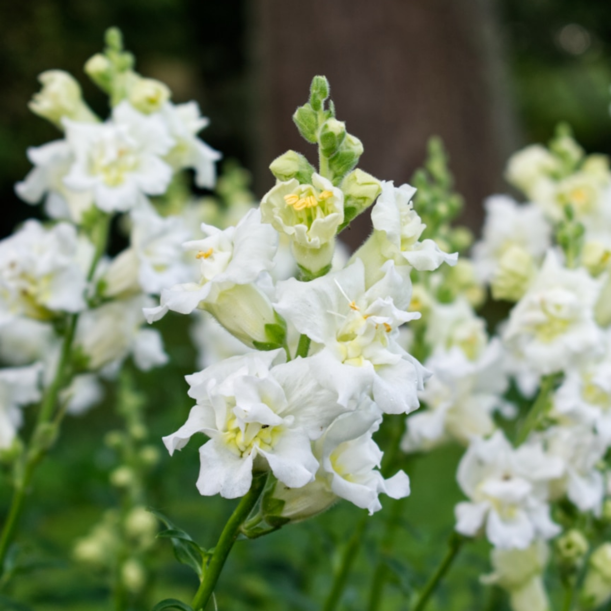 Madame Butterfly Ivory Snapdragon Seeds - Cold Resistant, 30 seeds