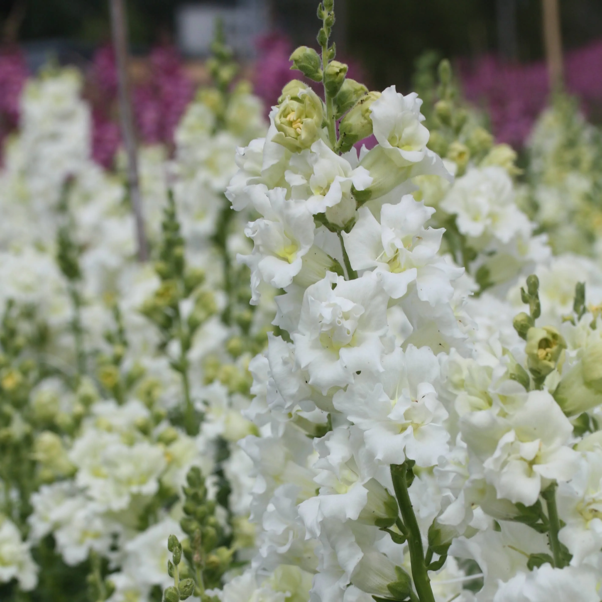 30 Seeds| Madame Butterfly Ivory Snapdragon Seeds - Cold Resistant -Attracts pollinators - Open-Pollinating - Plant before the frost/after frost - #57