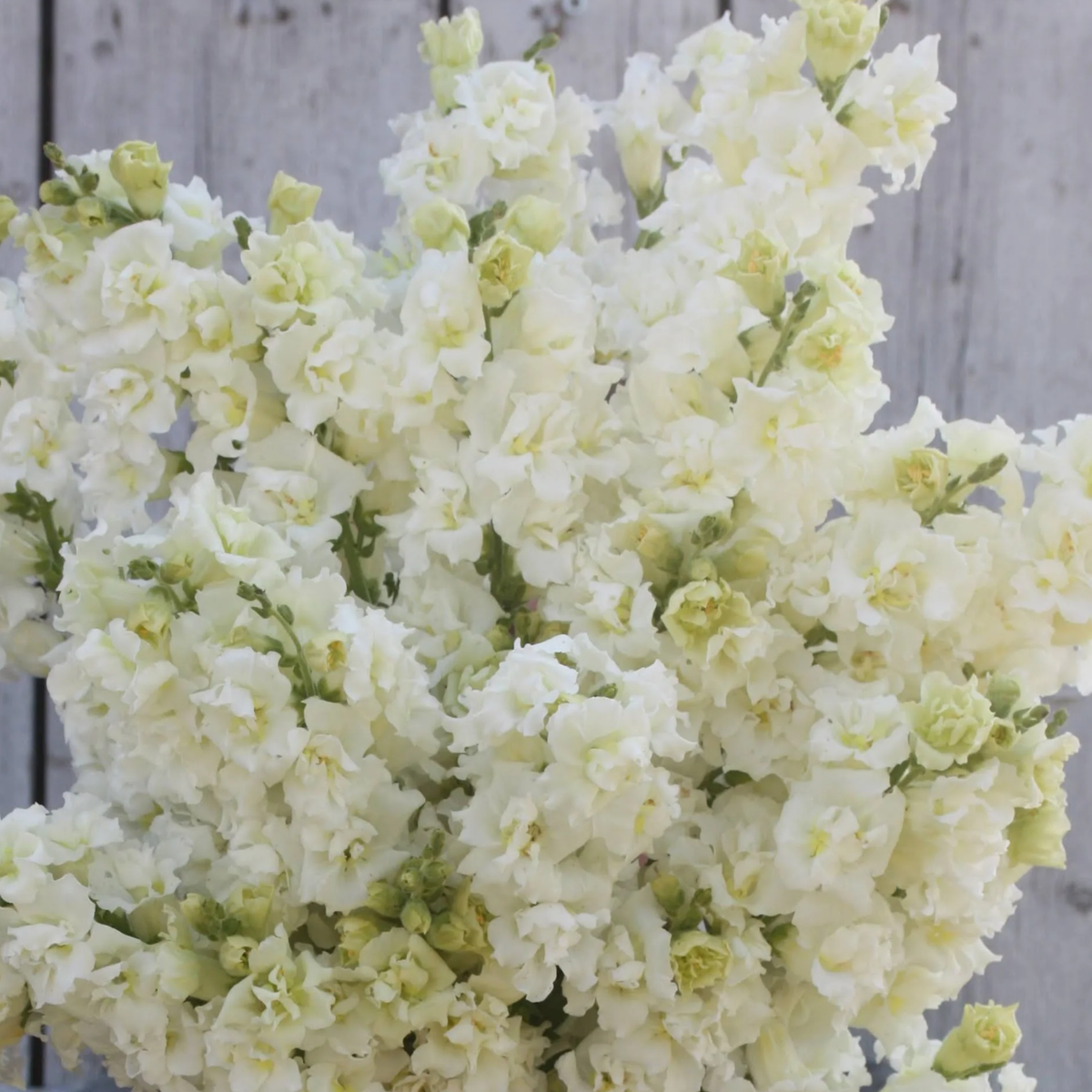 Madame Butterfly Ivory Snapdragon Seeds - Cold Resistant, 30 seeds