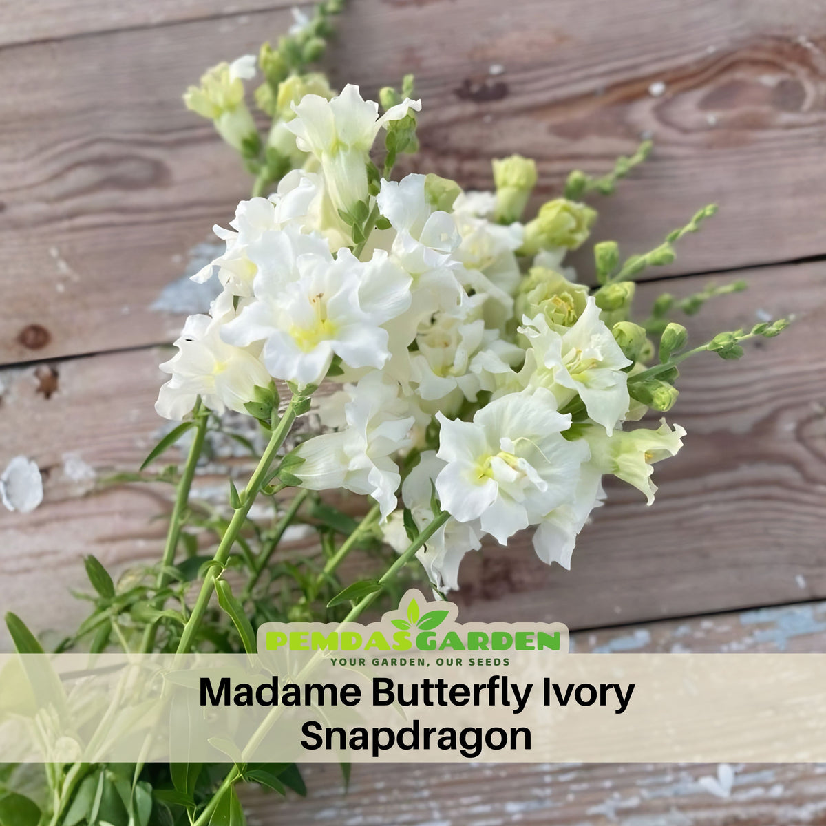 Madame Butterfly Ivory Snapdragon Seeds - Cold Resistant, 30 seeds