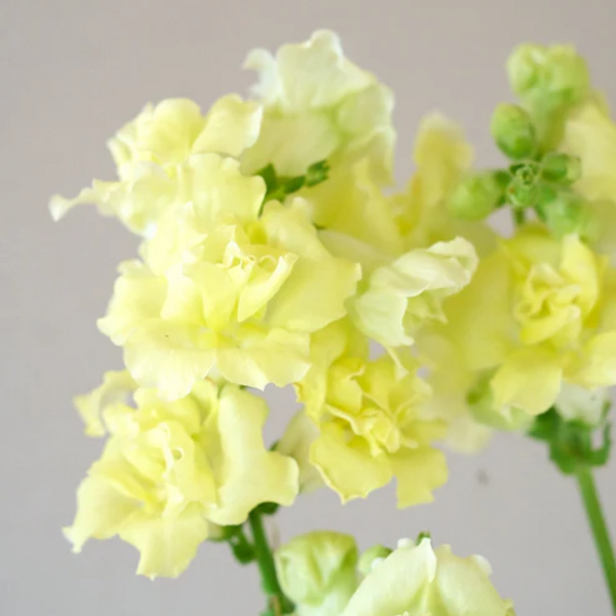 Madame Butterfly Yellow Snapdragon Seeds - Cold Resistant, 30 seeds