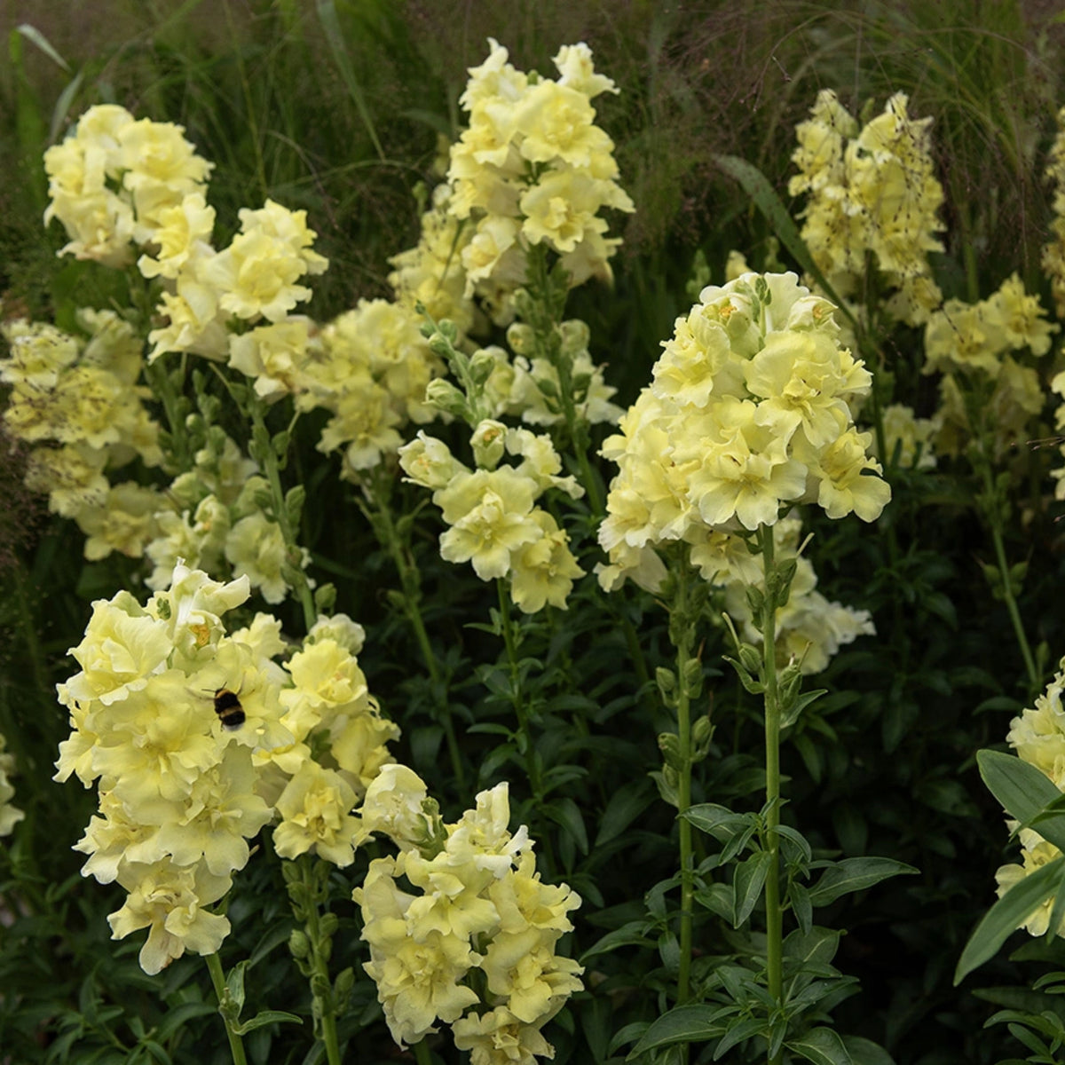 Madame Butterfly Yellow Snapdragon Seeds - Cold Resistant, 30 seeds