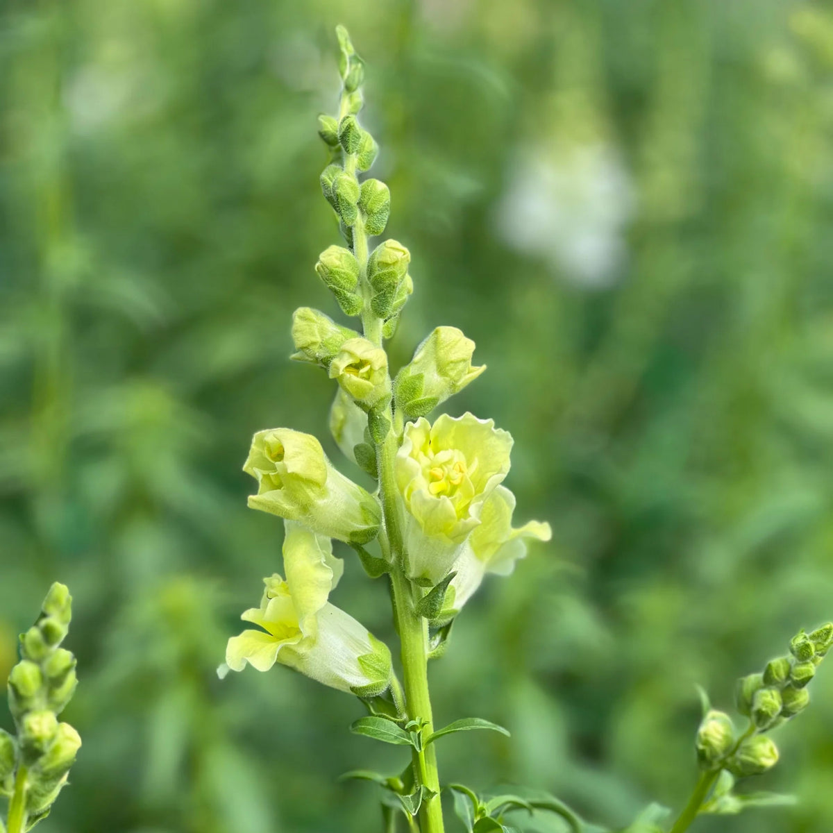 Madame Butterfly Yellow Snapdragon Seeds - Cold Resistant, 30 seeds