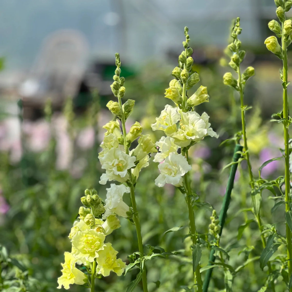 Madame Butterfly Yellow Snapdragon Seeds - Cold Resistant, 30 seeds