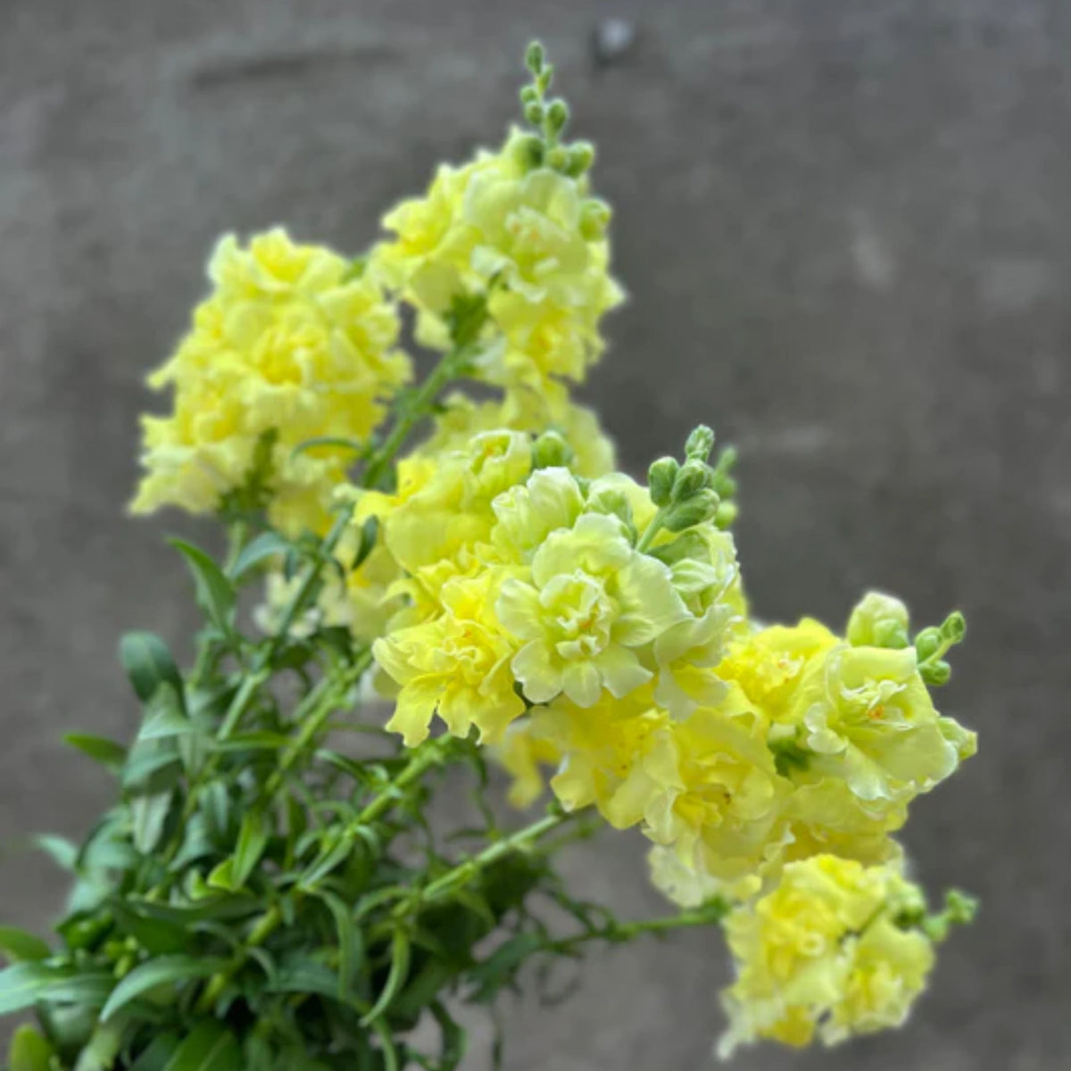 Madame Butterfly Yellow Snapdragon Seeds - Cold Resistant, 30 seeds